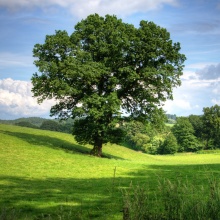 Dotace na výsadbu stromů a péči o krajinu